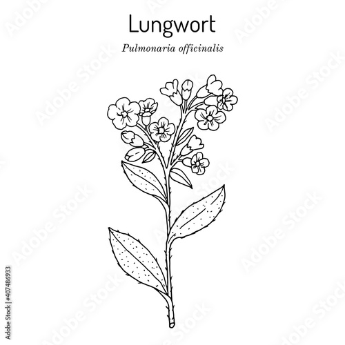 Lungwort Pulmonaria officinalis - medicinal and honey plant