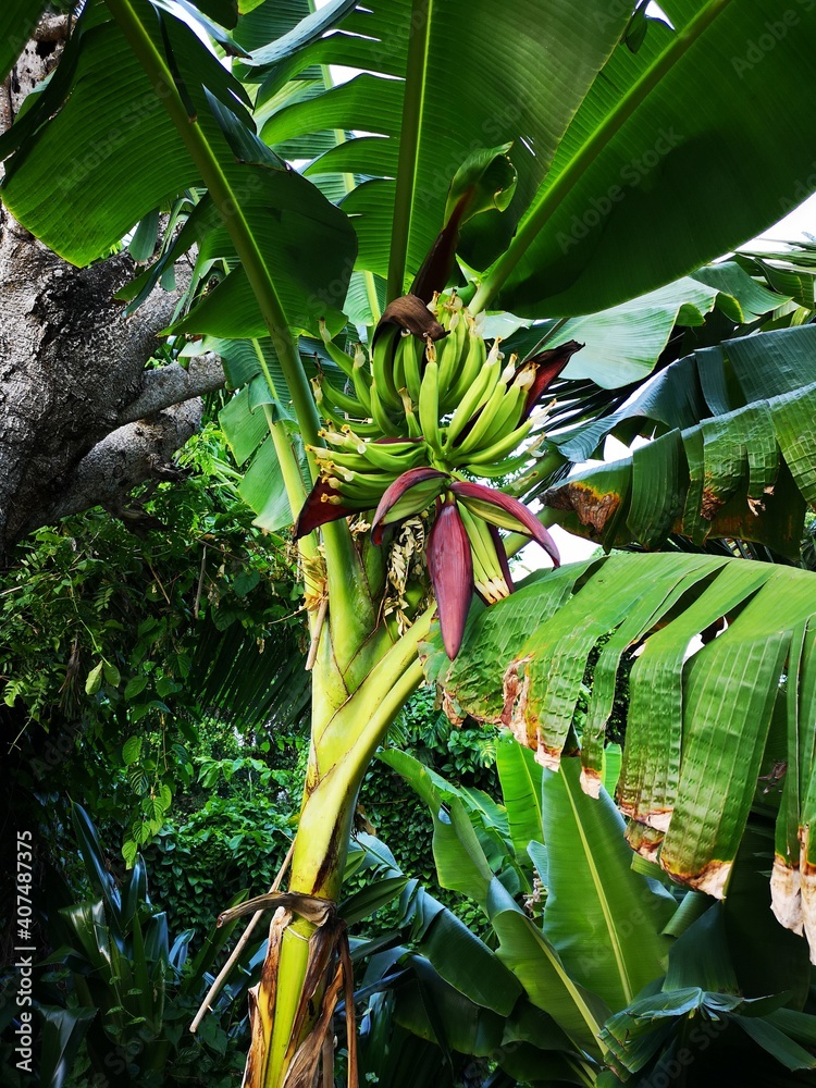 Obraz premium Caribean