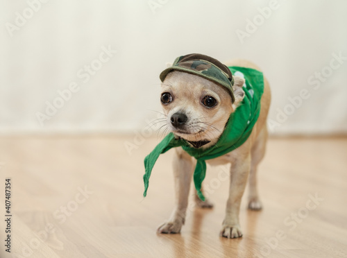 Fototapeta Naklejka Na Ścianę i Meble -  Closeup portrait of small funny beige mini chihuahua dog, puppy wearing green cap and scarf