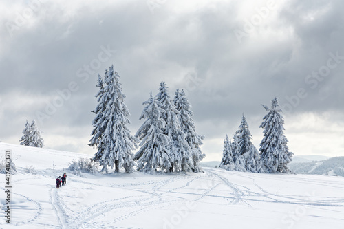sapins enneigés dans les Vosges © Olympixel