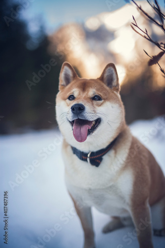 Potrait of a red Shiba inu in the snow. Happy dog in winter. Dog sitting in front of a tree with red and brown leaves