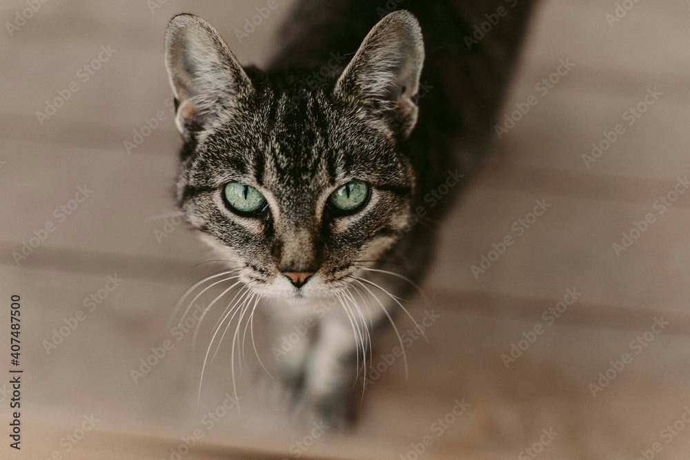 Cat with Green Eyes