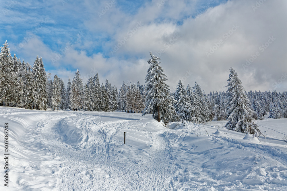 sapins enneigés dans les Vosges