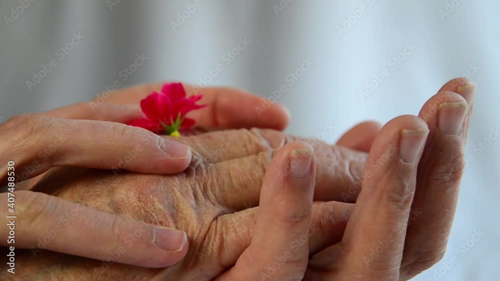Grandmother's wrinkled palms with a flower. Mothers Day. Old Young Hands Holding Together Congratulations Concept Wrinkled hands are holding a flower. Gift for grandmother. Two generations of women. Grandmother's wrinkled palms with a flower. Mothers Day. Old Young Hands Holding Together Congratulations Concept Wrinkled hands are holding a flower. Gift for grandmother. Two generations of women.