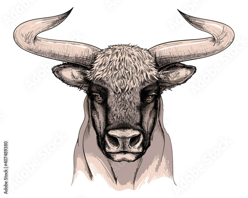 Bull sketch. Vector illustration in hand drawn style