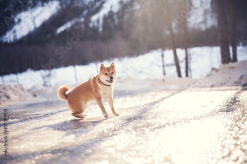 Fototapeta Naklejka Na Ścianę i Meble -  Portrait of an Shiba inu in the snow. Dog standing on ice in the forest. Beautiful light with proud small dog