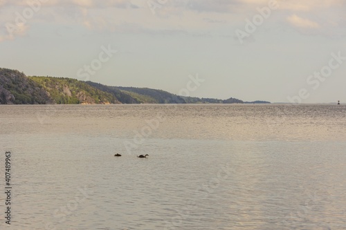 Beautiful view of waterfowl bird on Baltic sea surface. Natural backgrounds.
