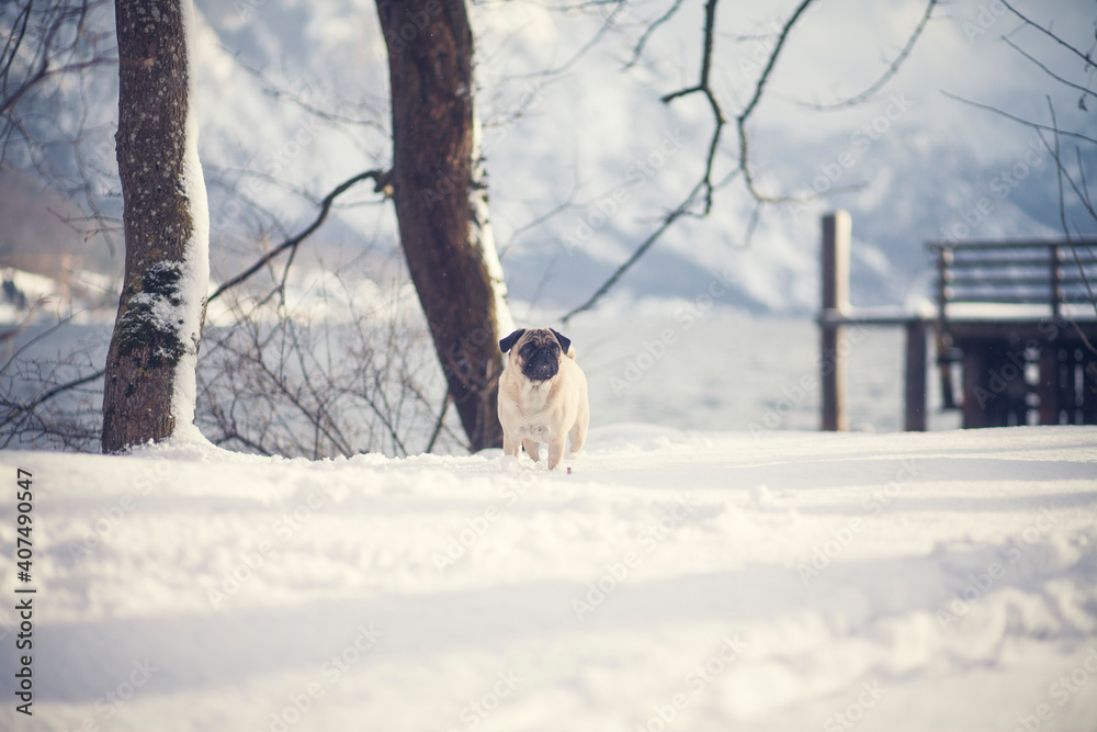 Pug in the snow. Portait of a small dog in the winter. Cute dog on a walk outside when its froty.