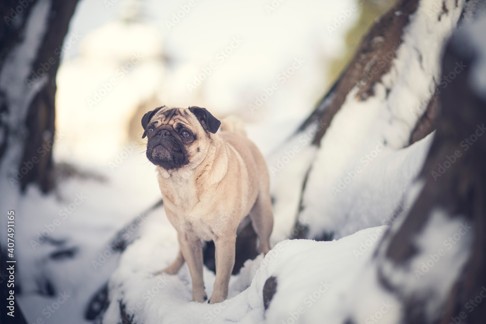 Potrait of an Pug in the snowy park. Dog on a walk in the winter. Beautiful frosty nature with a dog in the sunset