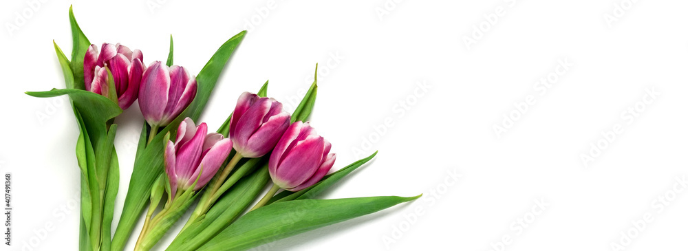 Top view flat lay pink tulips web site banner. Copy space. Spring sale banner, white background. Top view flat lay pink tulips web site banner. Copy space. Spring sale banner, white background.