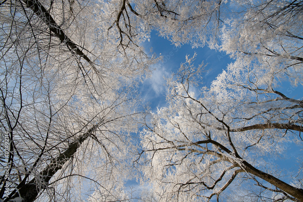 POV walking alone during pandemic isolation and quarantine in forest with snow covered trees on frosty morning and blue sky.
POV walking alone during pandemic isolation and quarantine in forest with snow covered trees on frosty morning and blue sky.