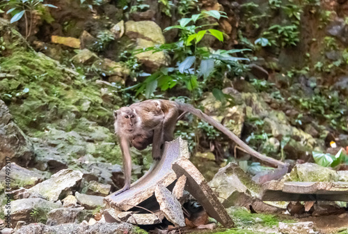 Photography Singe à l'affut aux grottes de Batu à Kuala Lumpur, Malaisie