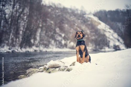 Photos Portrait of an tyrolean Bracke in the snow