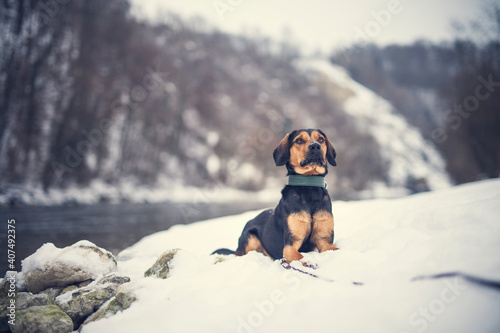 Portrait of an tyrolean Bracke in the snow. Black dog sitting in the forest in the winter. Dog close to a frosty lake