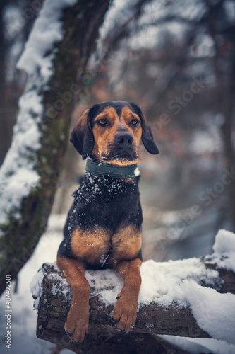 Portrait of an tyrolean Bracke in the snow. Black dog sitting in the forest in the winter. Dog close to a frosty lake