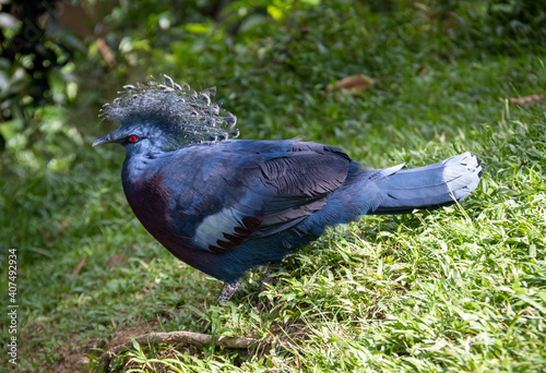 Photography Pigeon bleu du parc à oiseaux de Kuala Lumpur, Malaisie