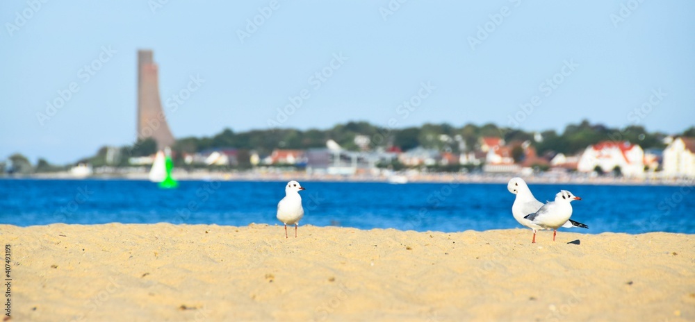 Möwen am Strand der Kieler Förde mit Blick auf Laboe Möwen am Strand der Kieler Förde mit Blick auf Laboe