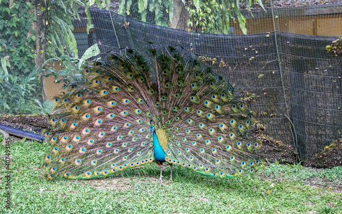 Canvas Print Paon du parc à oiseaux de Kuala Lumpur, Malaisie