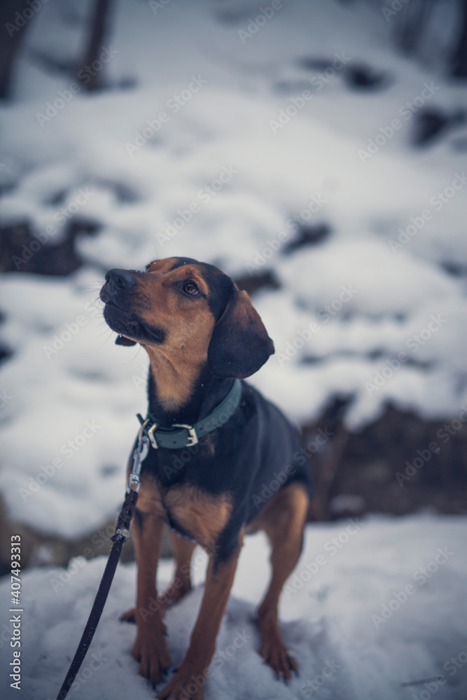 Portrait of an tyrolean Bracke in the snow. Black dog sitting in the forest in the winter. Dog close to a frosty lake Portrait of an tyrolean Bracke in the snow. Black dog sitting in the forest in the winter. Dog close to a frosty lake