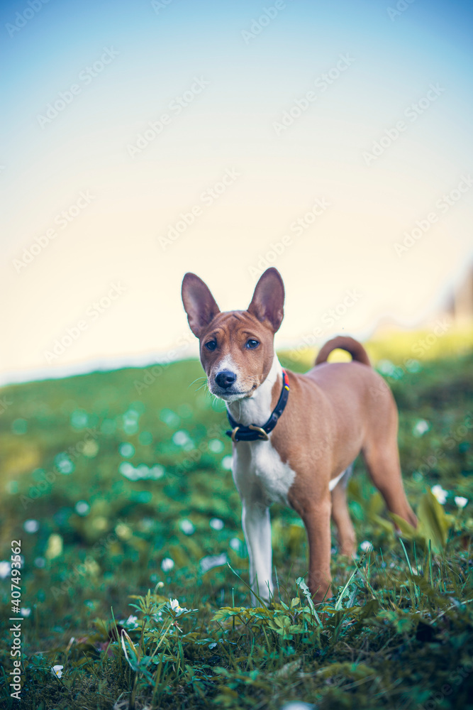Basenji Puppy in a field with flowers. Small dog on a walk in the nature. Little puppy explore the World