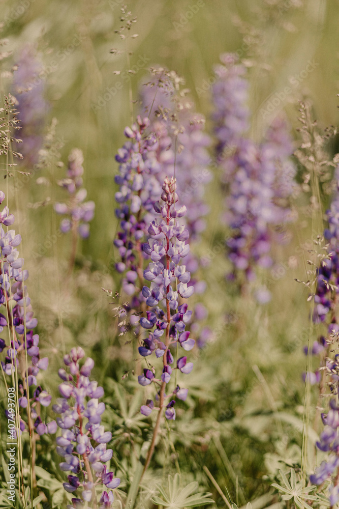 Fototapeta premium Spring Flowers