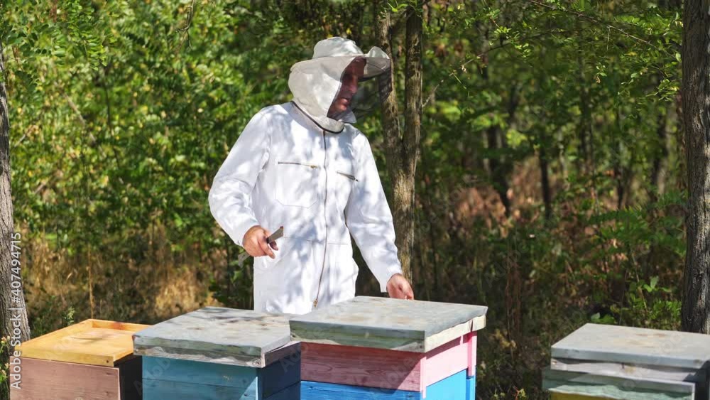 Beekeeper is working with bees and beehives on the apiary. Bees on honeycomb. Frames of a bee hive. Beekeeping. Honey.