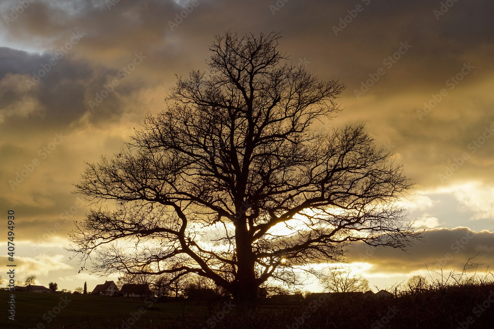 Arbre sur un fond de ciel lors d'un coucher de soleil / Paysage de campagne française - Tree on a sunset sky background / French countryside landscape