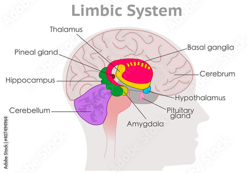 Limbic system parts anatomy. Human brain cross section. Explanations. Hypothalamus, thalamus, amygdala, basal ganglia. Draw MRI colored diagram structure. Gray head back. Medical illustration vector photo