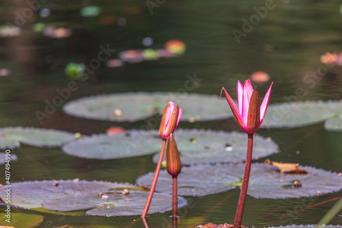 Water lily, (family Nymphaeaceae) at pond at The Acharya Jagadish Chandra Bose Indian Botanic Garden, Kolkata, India photo