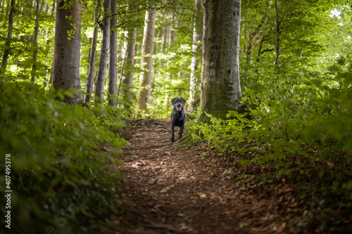 Portrait of an black labrador Retriever in the forest. Big dog standing proud in the nature
