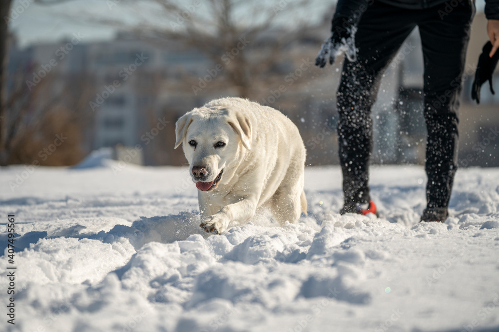 LIGHT COLORED RETRIEVER LABRADOR DOG TAKING A WALK WITH ITS OWNER IN A SNOWY PARK AND PLAYING WITH THE SNOW