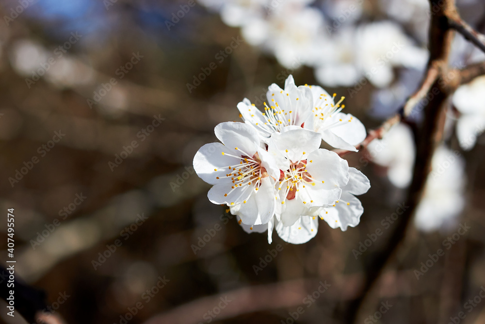 Blooming branch of wild plums. Wild plum blossoms at spring Blooming branch of wild plums. Wild plum blossoms at spring