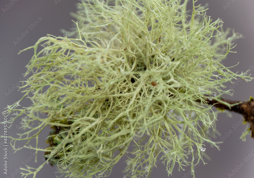 a Usnea lichen with selective focus a Usnea lichen with selective focus