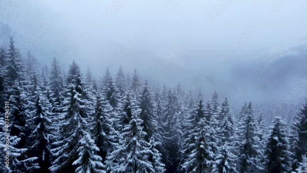 Drone flying above mountain forest valley during heavy snowfall. Aerial view of snow covered frozen dark pine trees Drone flying above mountain forest valley during heavy snowfall. Aerial view of snow covered frozen dark pine trees