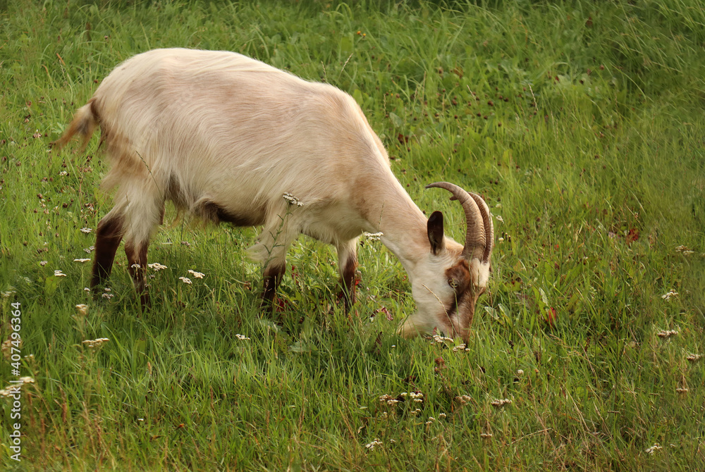 Farm goat eats green grass on the meadow Farm goat eats green grass on the meadow