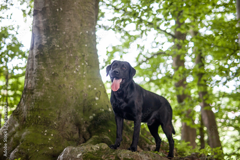 Portrait of an black labrador Retriever in the forest. Big dog standing proud in the nature Portrait of an black labrador Retriever in the forest. Big dog standing proud in the nature