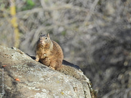 Chubby ground squirrel enjoying a sunny winter's day in the Sequoia National Forest, California.