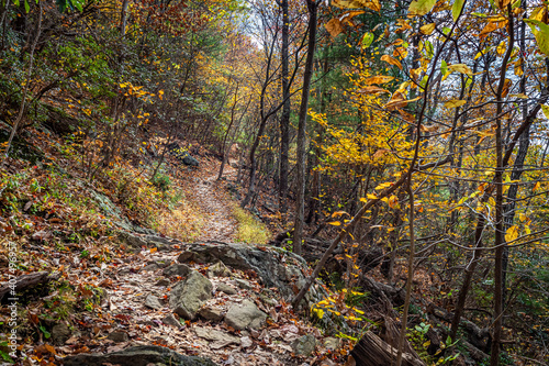 Autumn Hike in the Woods photo