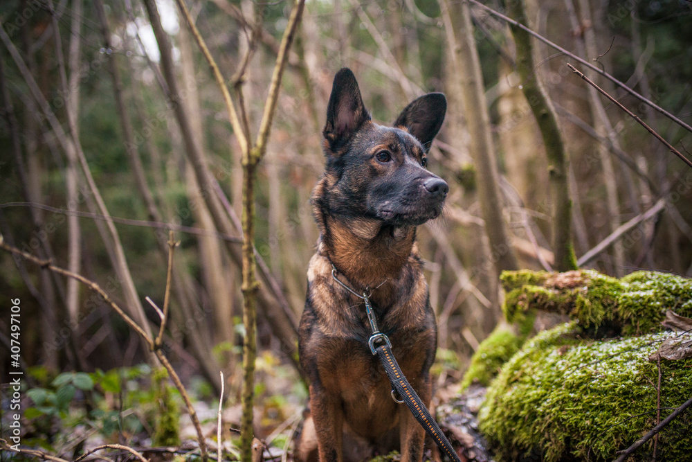 Portrait of an Mixed Breed Dog in the nature. Half-breed Dog on a walk in the forest. Rescued Street dog happy now