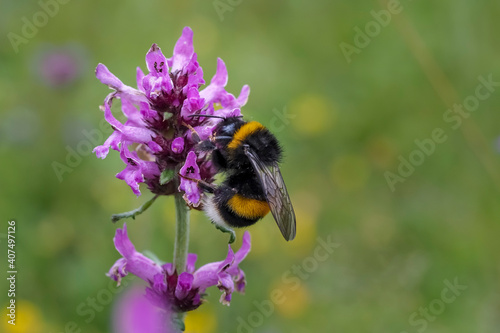 The large garden bumblebee or ruderal bumblebee (Bombus ruderatus)