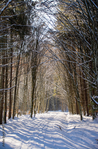 an alley through the forest in winter