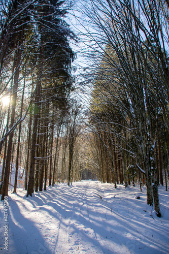 an alley through the forest in winter