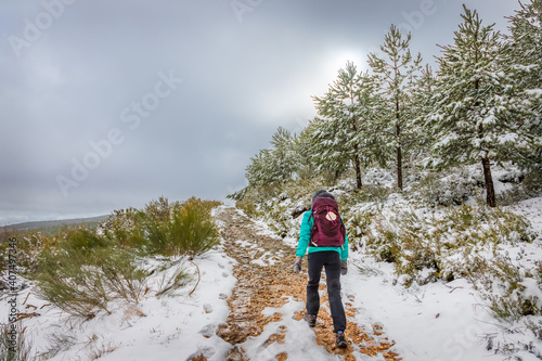 Girl Pilgrim Hiker Walking in Frosty Snow Mountain Forest on the Pilgrim Way of St James Camino de Santiago