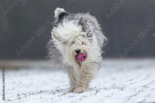 Bobtail hat Spass im Schnee photo