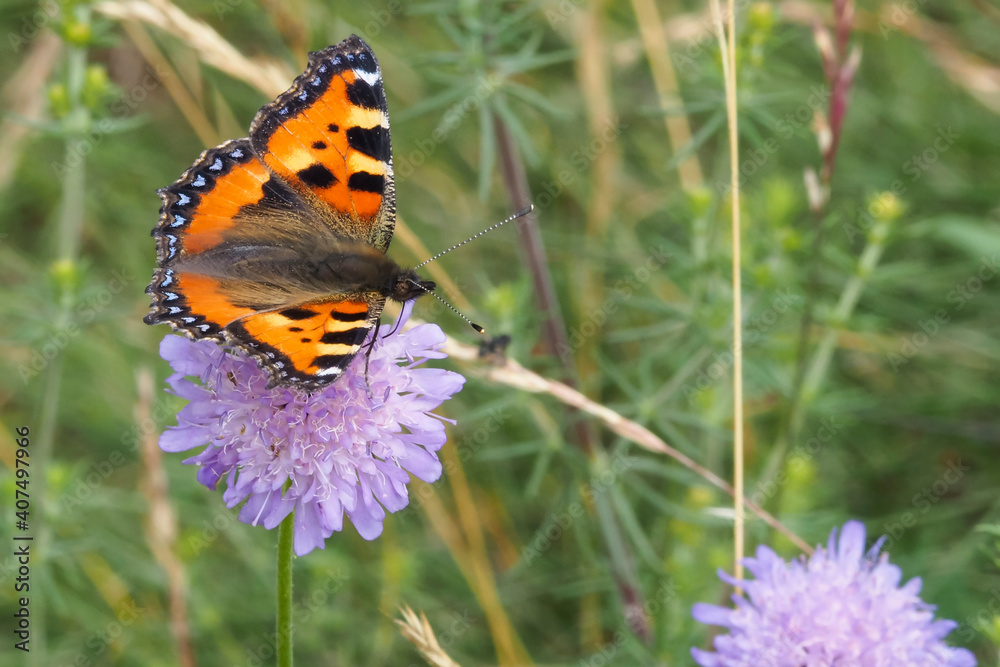 Obraz premium The small tortoiseshell (Aglais urticae) is a colourful Eurasian butterfly