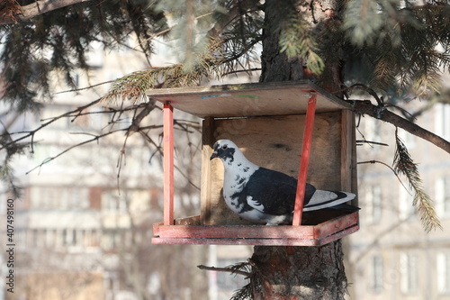 pigeon in winter