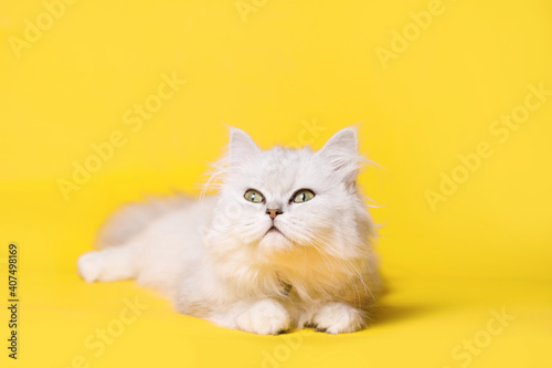 Funny large longhair white cute kitten with beautiful big eyes. Lovely fluffy cat on bright trendy yellow background. Illuminating color of the year 2021.