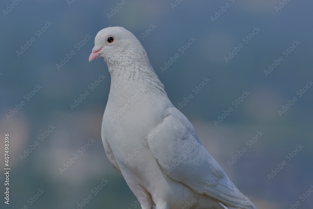 Rock Pigeon isolated portraiture expressions Rock Pigeon isolated portraiture expressions