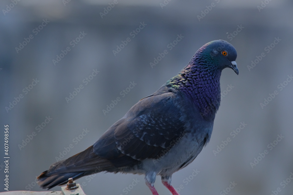 Rock Pigeon isolated portraiture expressions Rock Pigeon isolated portraiture expressions