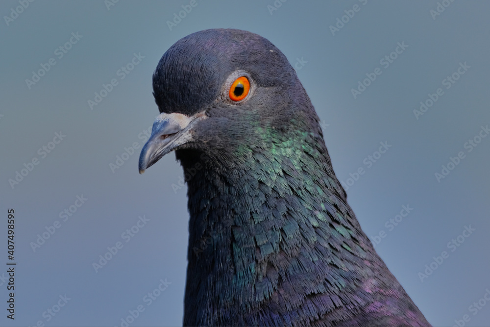 Rock Pigeon isolated portraiture expressions Rock Pigeon isolated portraiture expressions